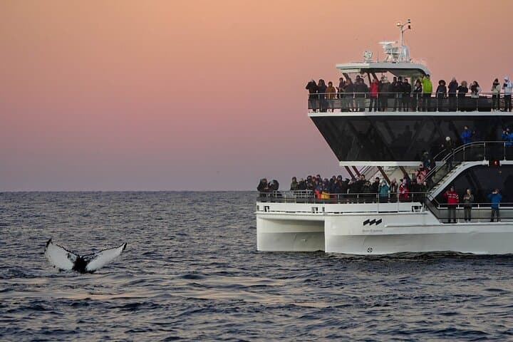 Silent Hybrid-Electric Whale Watching from Tromsø: Arctic Whale Safaris photo 3