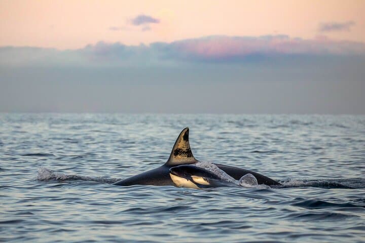 Silent Hybrid-Electric Whale Watching from Tromsø: Arctic Whale Safaris photo 5
