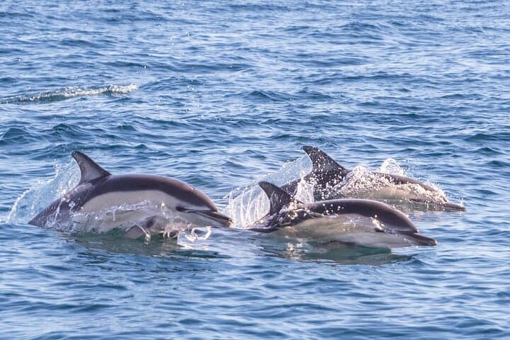 Lisbon Dolphin Watching with Marine Biologist — Small Group Tour photo 3