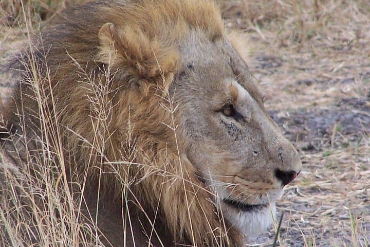 17-Day Buffalo Track Botswana Private Safari — Mobile Camps, Mokoro & Big Cats photo 1