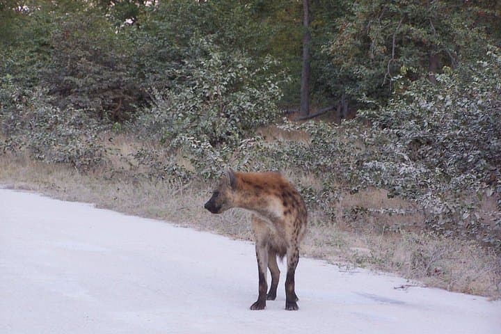 17-Day Buffalo Track Botswana Private Safari — Mobile Camps, Mokoro & Big Cats photo 2