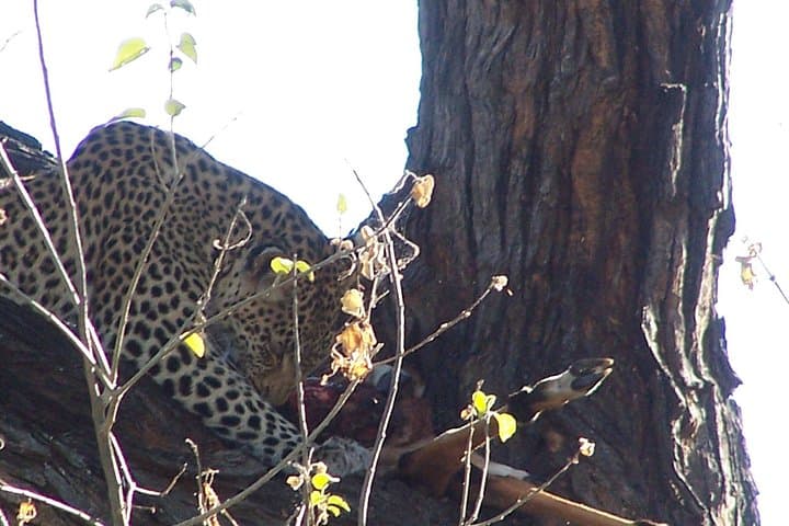 17-Day Buffalo Track Botswana Private Safari — Mobile Camps, Mokoro & Big Cats photo 3