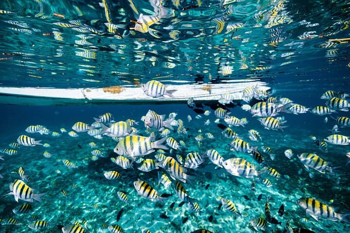 Cancún Bay 3-in-1: Snorkel, Parasail & Turtle Swim Experience photo 6