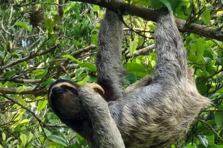 Panama Zipline and Sloth Sanctuary Private Tour Near Panama City photo 2