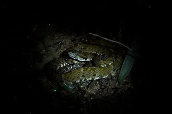 Extreme Calderon: 4-Day Amazon Jungle Trek from Leticia photo 3