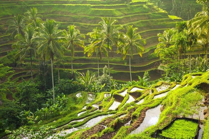Ubud Day Tour: Monkey Forest, Tegalalang Rice Terraces & Jungle Swing photo 4