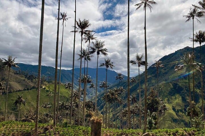 Two-Day Salento Adventure: Cocora Valley Hike, Coffee Farm & Santa Rita Canyoning photo 3