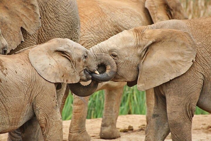 Addo Elephant Park Day Tour: Wildlife Safari from Port Elizabeth photo 1