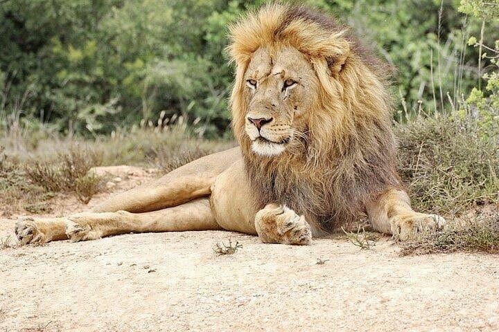 Addo Elephant Park Day Tour: Wildlife Safari from Port Elizabeth photo 2