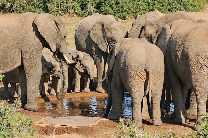 Addo Elephant Park Day Tour: Wildlife Safari from Port Elizabeth photo 3