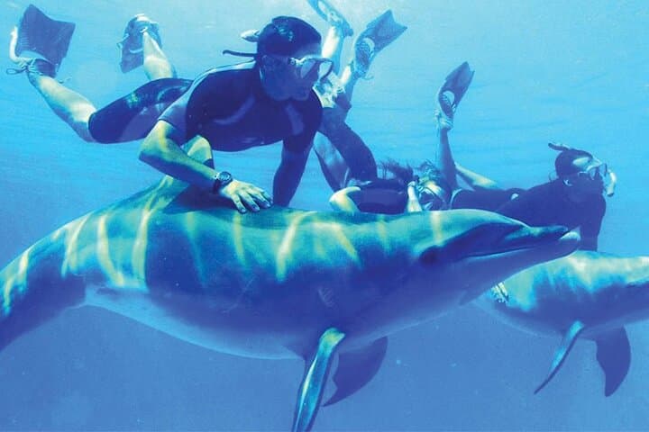 Half-Day Snorkeling & Dolphin Encounter in Hurghada's Red Sea photo 6