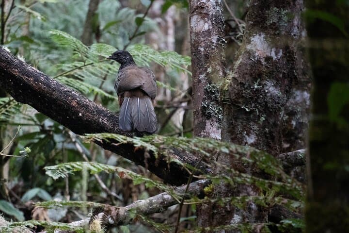 Summit Nevado Tolima: 4-Day Guided Glacier Hike from Salento photo 5