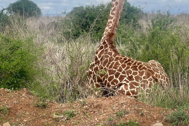 Nairobi Day Tour — Feed Giraffes at Giraffe Centre, Make Maasai Beads & Visit Karen Blixen Museum photo 4