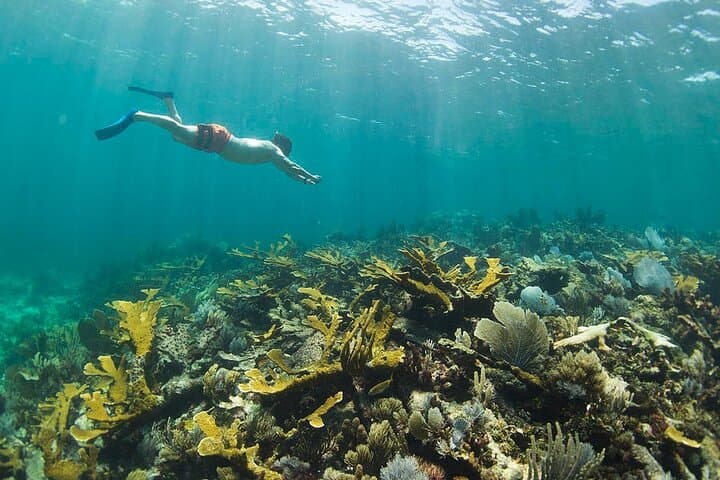 Puerto Morelos Snorkel Tour: Snorkel the Riviera Maya’s Best-Preserved Reef photo 3