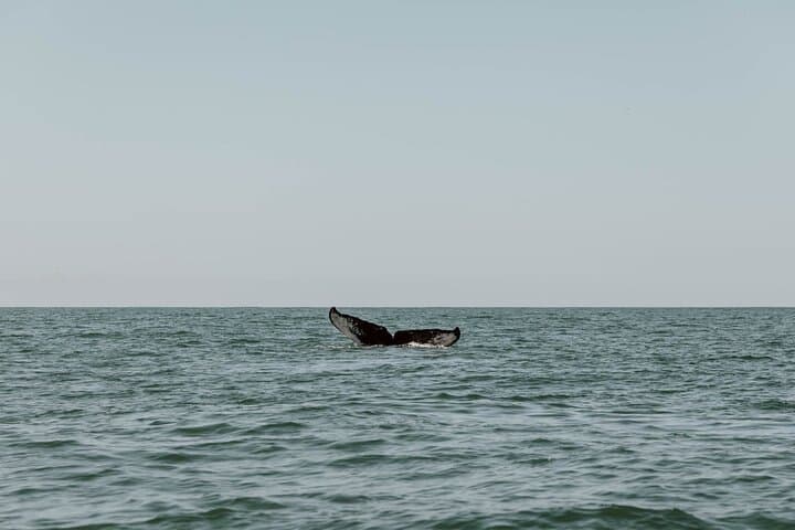 Uvita Whale & Dolphin Watching at Marino Ballena National Park — Boat Tour Guide photo 2