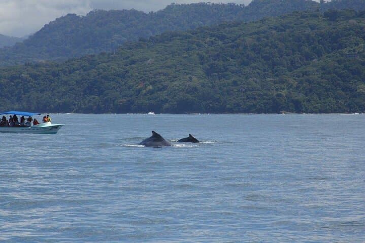 Uvita Whale & Dolphin Watching at Marino Ballena National Park — Boat Tour Guide photo 3