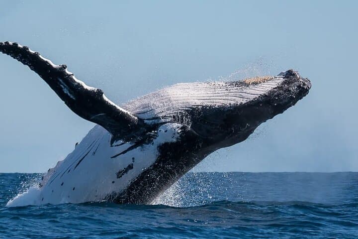 Uvita Whale & Dolphin Watching at Marino Ballena National Park — Boat Tour Guide photo 5