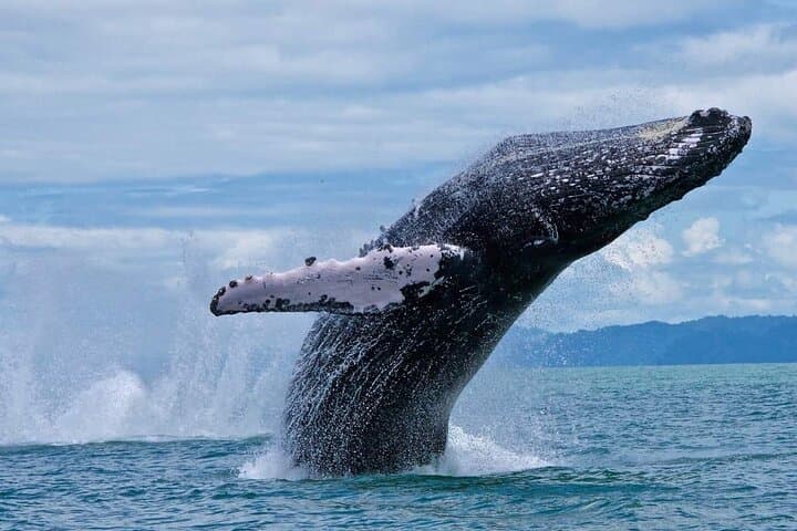 Uvita Whale & Dolphin Watching at Marino Ballena National Park — Boat Tour Guide photo 6