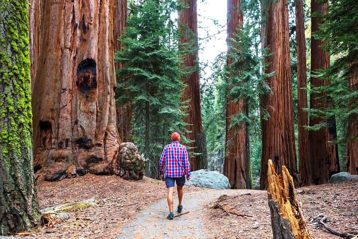 Muir Woods and Sausalito Half-Day Tour: Golden Gate Views, Coastal Redwoods & Ferry Options