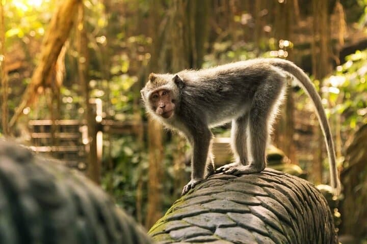 Ubud Day Tour: Monkey Forest, Tegalalang Rice Terraces & Jungle Swing