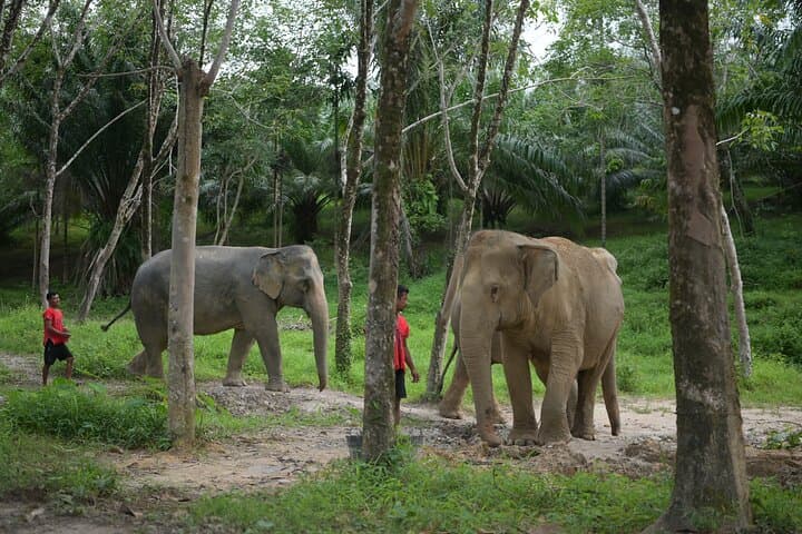 Khaolak Wild Ride and Gentle Giants Experience: ATV, Waterfall & Elephant Sanctuary Tour photo 5