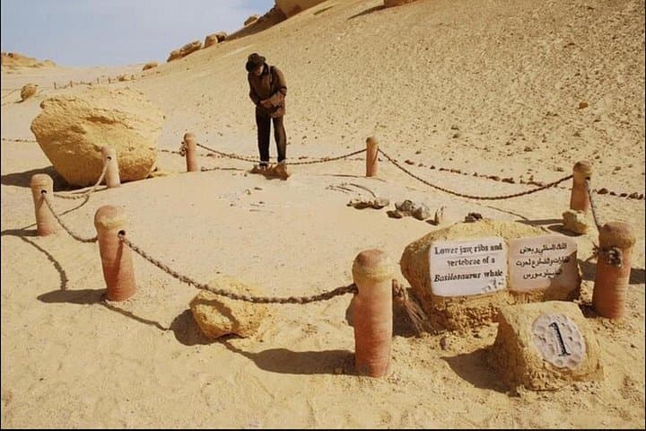 Cairo to Wadi El Rayan, Whales Valley & Qarun Lake Day Tour photo 3