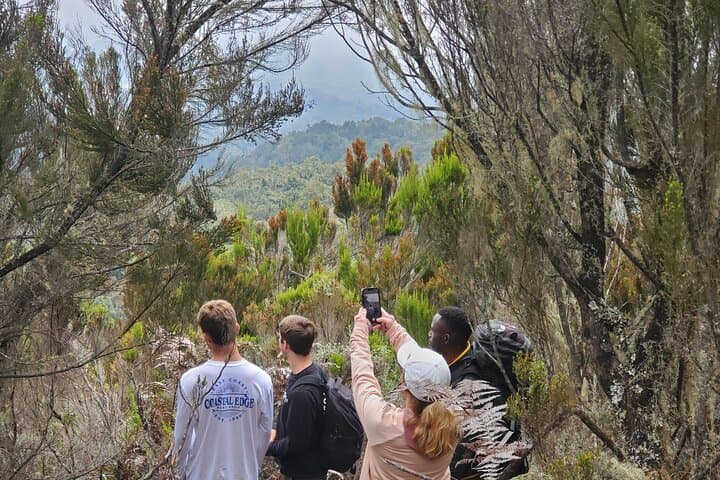 Private Kilimanjaro Day Hike to Marangu Route's Mandara Hut: A Practical Guide to Tanzania's Iconic Trek photo 2