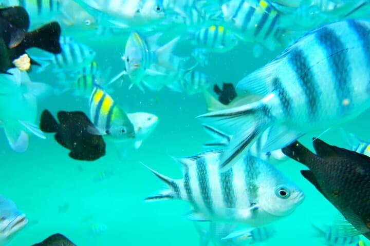 Half-Day Private Dolphins & Snorkeling Tour to Mnemba Island from Muyuni Beach photo 5