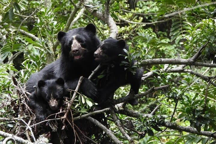 Spectacled Bear Watch in Pimampiro: Private Conservation Tour in Northern Imbabura