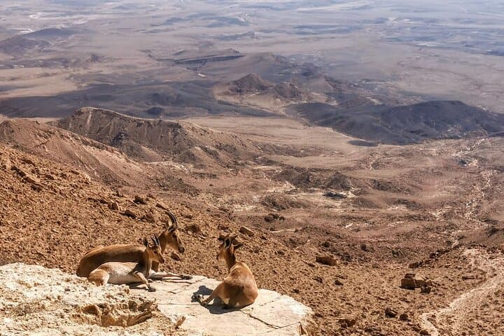 Ramon Crater Jeep Tours from Mitzpe Ramon: 4x4 Bedouin Camp Adventure photo 2