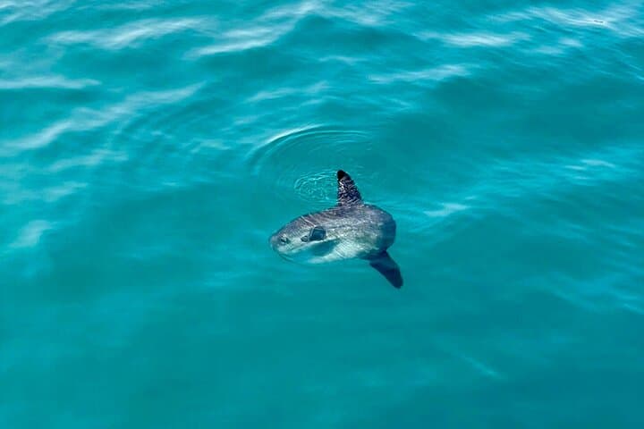 Benalmádena Dolphin Watching Cruise: Wild Dolphins & Coastal Views (90-Min) photo 5