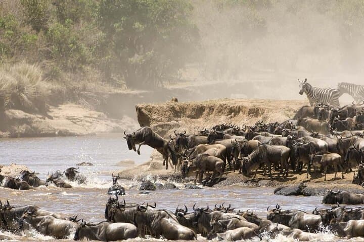 Three-Day Private Safari to Maasai Mara: Big Five Game Drives & Camp Stays photo 3