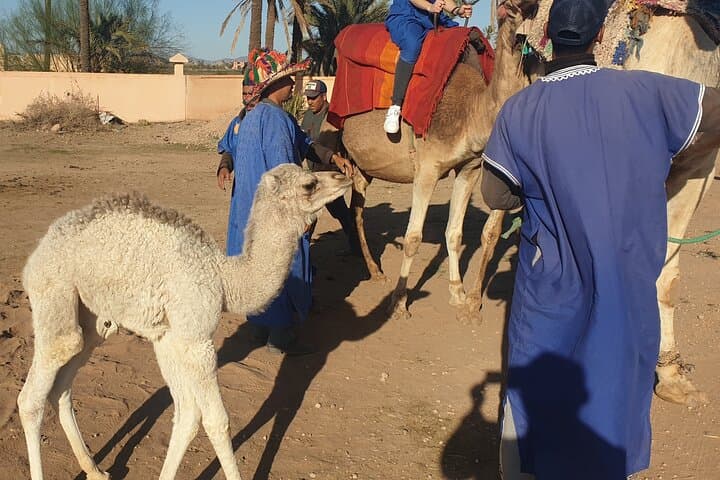 Private Camel Ride and Majorelle Garden Tour in Marrakech photo 3