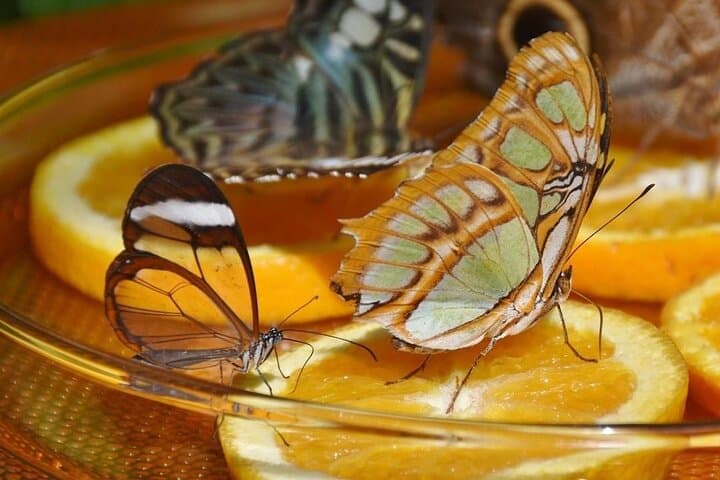 Dubai Butterfly Garden: Explore 15,000 Butterflies Near Miracle Garden photo 2