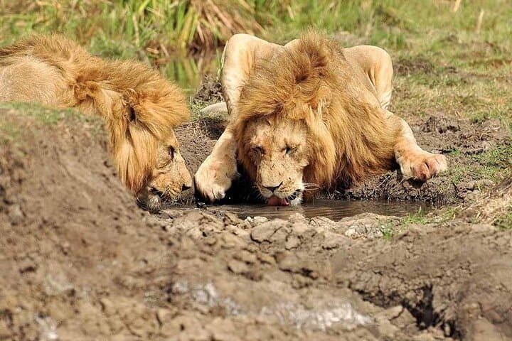3-Day Tsavo West Safari: Madaraka Jeep Adventure to Mzima Springs & Man-Eaters Country photo 3