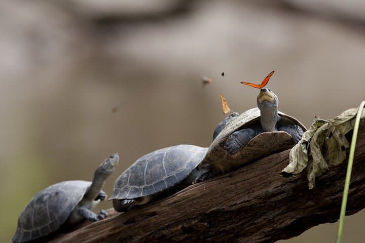 Amazonia 360 Jungle Day Tour: Arajuno River Tubing, Amazoonico & Indigenous Encounters photo 3
