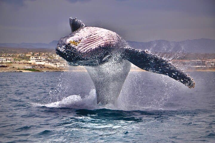 Cabo San Lucas Whale Watching: 2.5-Hour Boat Tour to Spot Humpbacks & Dolphins