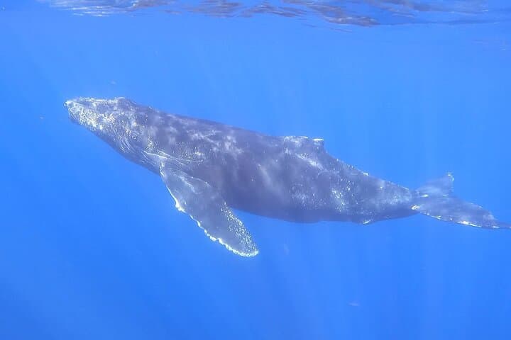 Cabo San Lucas Whale Watching: 2.5-Hour Boat Tour to Spot Humpbacks & Dolphins photo 2