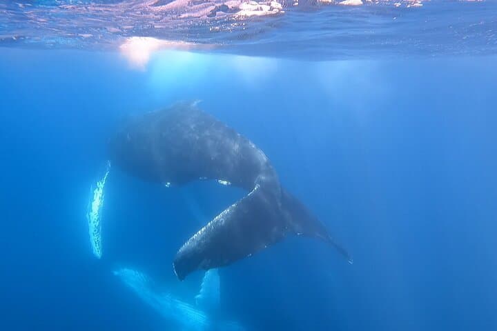 Cabo San Lucas Whale Watching: 2.5-Hour Boat Tour to Spot Humpbacks & Dolphins photo 3