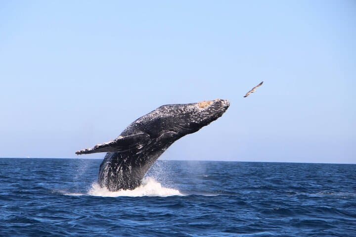 Cabo San Lucas Whale Watching: 2.5-Hour Boat Tour to Spot Humpbacks & Dolphins photo 4