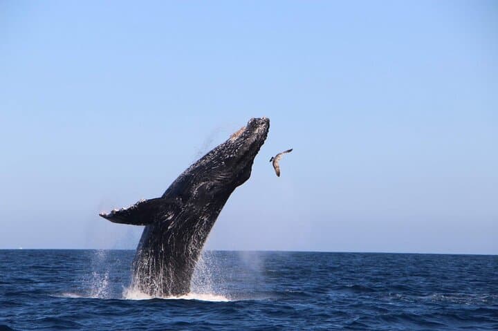 Cabo San Lucas Whale Watching: 2.5-Hour Boat Tour to Spot Humpbacks & Dolphins photo 5