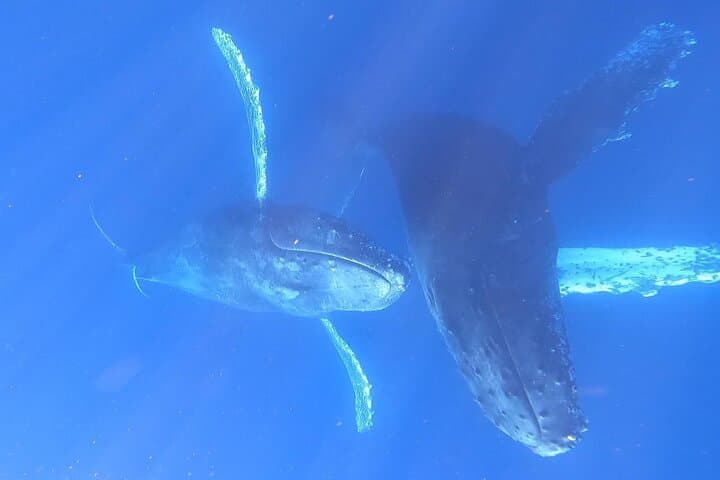 Cabo San Lucas Whale Watching: 2.5-Hour Boat Tour to Spot Humpbacks & Dolphins photo 6