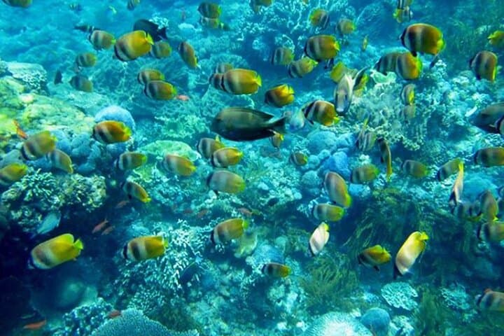 Snorkel with Manta Rays in Nusa Lembongan — Day Trip from Sanur photo 4