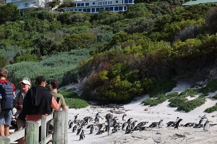 Private Cape of Good Hope & Table Mountain Day Tour — Penguins, Chapman's Peak, and Cableway photo 3