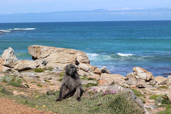 Cape Town: Cape of Good Hope, Table Mountain & Wine Tasting — Full-Day Small-Group Tour photo 6