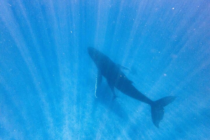 Tahiti Humpback Whale Watching and Swim Adventure photo 6