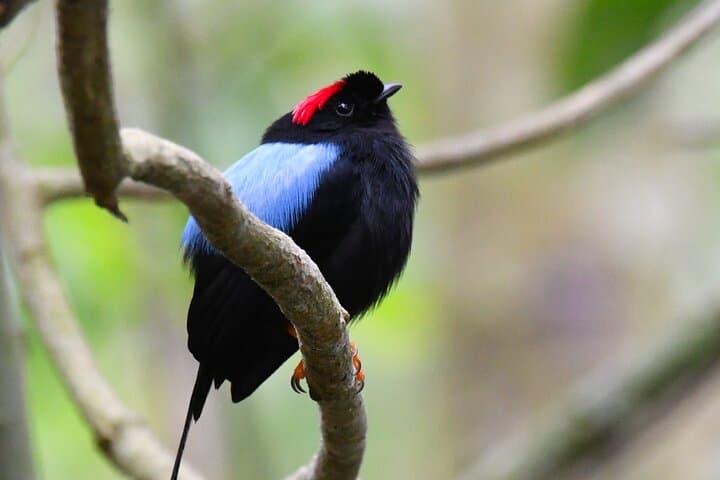 Private Cabo Blanco Nature Tour: Guided Hike in Costa Rica's First Reserve photo 2