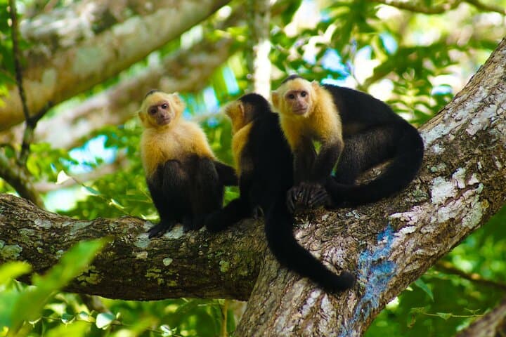 Private Cabo Blanco Nature Tour: Guided Hike in Costa Rica's First Reserve photo 5