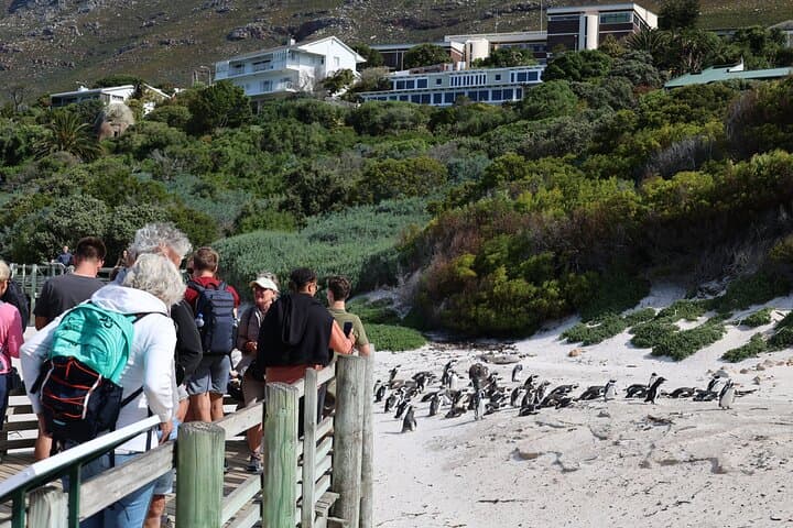 Cape Town: Cape of Good Hope, Table Mountain & Wine Tasting — Full-Day Small-Group Tour photo 4