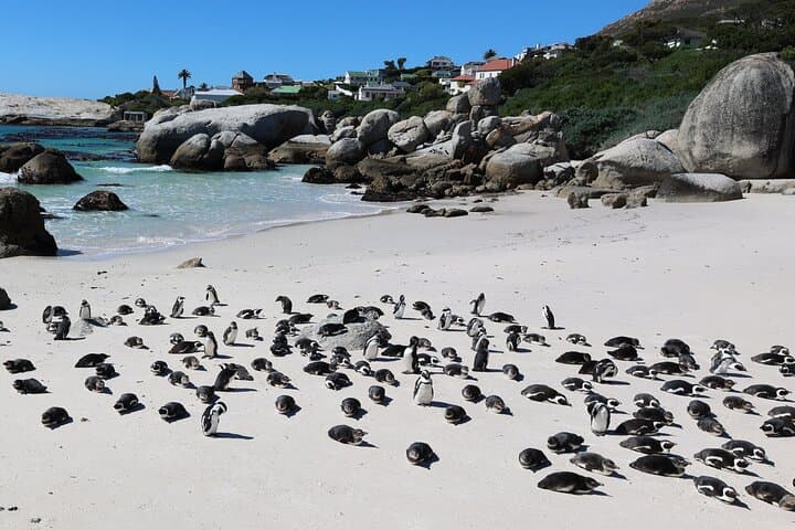 Cape Town: Cape of Good Hope, Table Mountain & Wine Tasting — Full-Day Small-Group Tour photo 5
